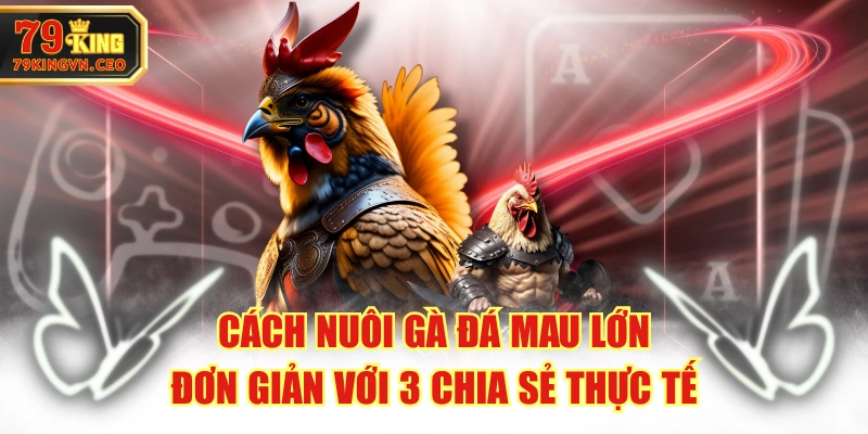 Cách Nuôi Gà Đá Mau Lớn Đơn Giản Với 3 Chia Sẻ Thực Tế