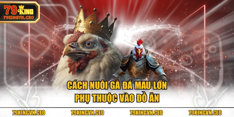 Cách nuôi gà đá mau lớn phụ thuộc vào đồ ăn