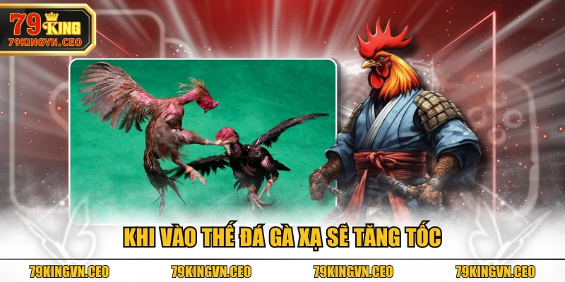 Khi vào thế đá gà xạ sẽ tăng tốc
